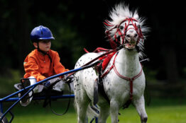 Suivre un cheval, le mode d’emploi