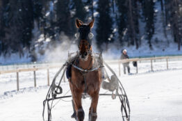 Trot : repérez les chevaux saisonniers au top de leur forme !