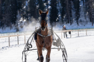 Lire la suite à propos de l’article Trot : repérez les chevaux saisonniers au top de leur forme !