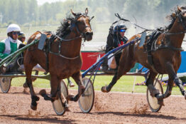 Suivez ces 2 entraîneurs qui cartonnent sur leur hippodrome favori