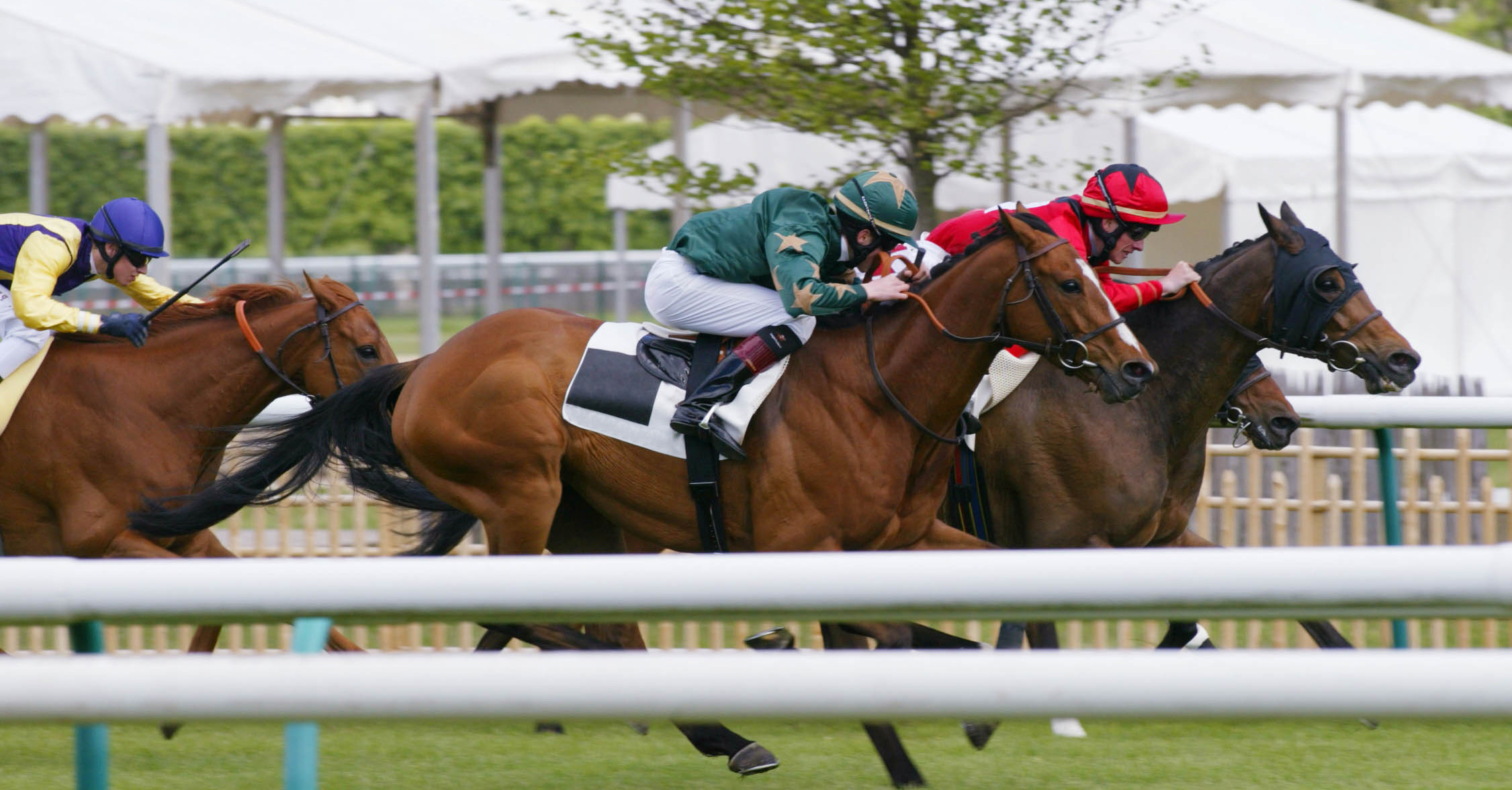 You are currently viewing Quel cheval jouer dans une course de « maidens » ?