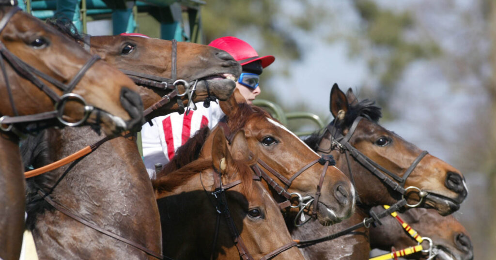 Ces 3 indices vous permettront de repérer un cheval naturellement performant.